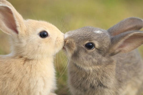 Valentine Bunnies